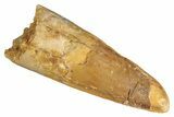 Fossil Spinosaurus Tooth - Real Dinosaur Tooth #268172-1